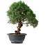 Juniperus chinensis Kishu, 25 cm, ± 15 anni