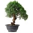 Juniperus chinensis Kishu, 25 cm, ± 15 years old