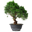 Juniperus chinensis Kishu, 25 cm, ± 15 years old