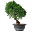 Juniperus chinensis Kishu, 25 cm, ± 15 anni
