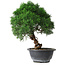 Juniperus chinensis Kishu, 25 cm, ± 15 years old