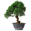 Juniperus chinensis Kishu, 25 cm, ± 15 years old