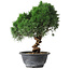 Juniperus chinensis Kishu, 25 cm, ± 15 years old