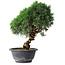 Juniperus chinensis Kishu, 25 cm, ± 15 years old