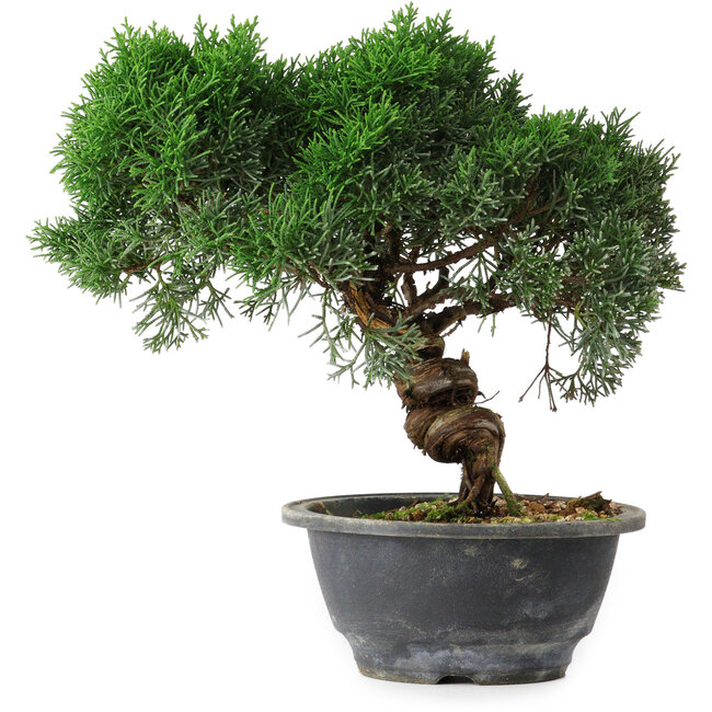Juniperus chinensis Kishu, 22,5 cm, ± 15 ans