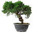 Juniperus chinensis Kishu, 22,5 cm, ± 15 ans