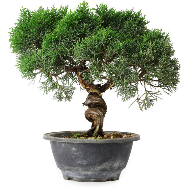 Juniperus chinensis Kishu, 22,5 cm, ± 15 Jahre alt