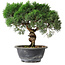 Juniperus chinensis Kishu, 22,5 cm, ± 15 years old