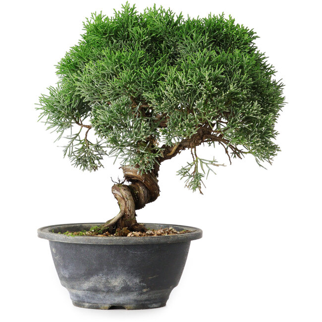 Juniperus chinensis Kishu, 22,5 cm, ± 15 Jahre alt