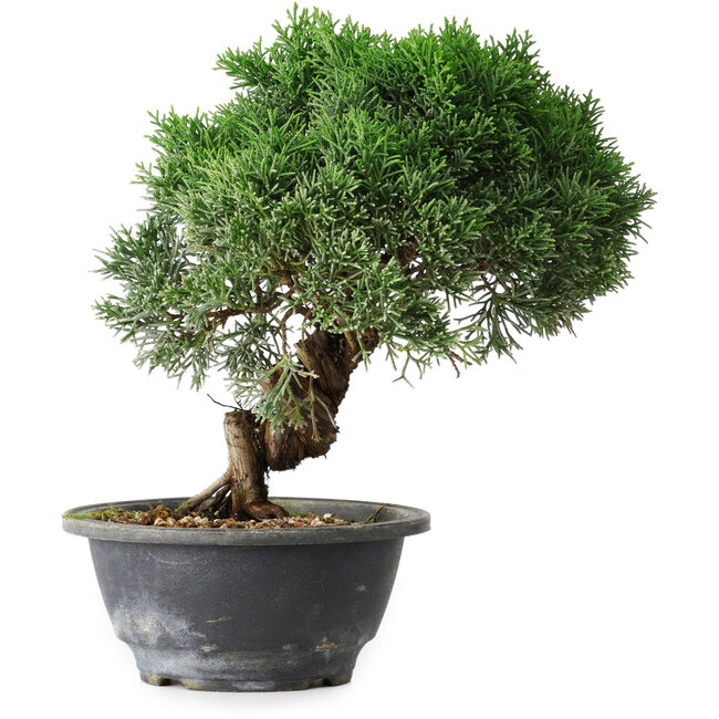 Juniperus chinensis Kishu, 22,5 cm, ± 15 anni