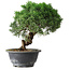 Juniperus chinensis Kishu, 22,5 cm, ± 15 ans