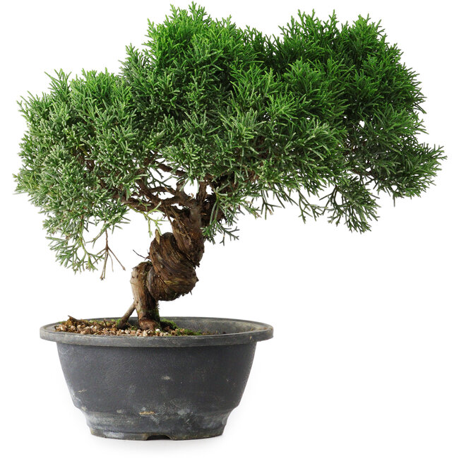 Juniperus chinensis Kishu, 22,5 cm, ± 15 years old