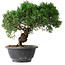 Juniperus chinensis Kishu, 22,5 cm, ± 15 ans