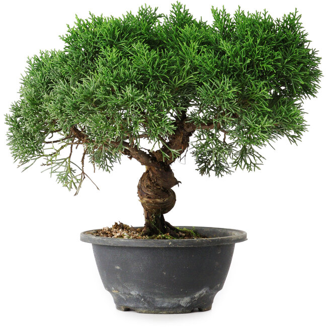 Juniperus chinensis Kishu, 22,5 cm, ± 15 anni
