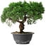 Juniperus chinensis Kishu, 22,5 cm, ± 15 jaar oud