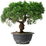 Juniperus chinensis Kishu, 22,5 cm, ± 15 Jahre alt