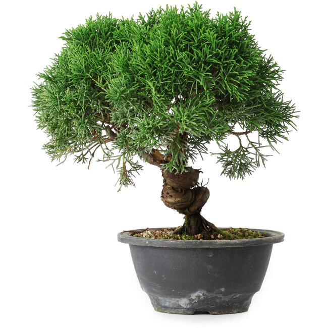 Juniperus chinensis Kishu, 22,5 cm, ± 15 Jahre alt
