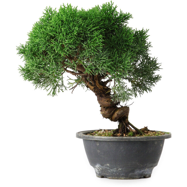 Juniperus chinensis Kishu, 22,5 cm, ± 15 ans
