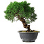 Juniperus chinensis Kishu, 22,5 cm, ± 15 years old