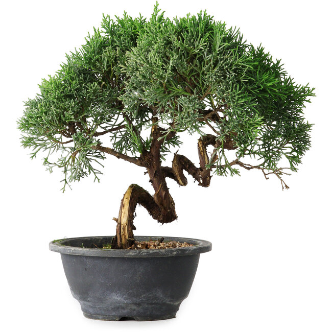 Juniperus chinensis Kishu, 23 cm, ± 15 ans