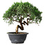 Juniperus chinensis Kishu, 23 cm, ± 15 Jahre alt