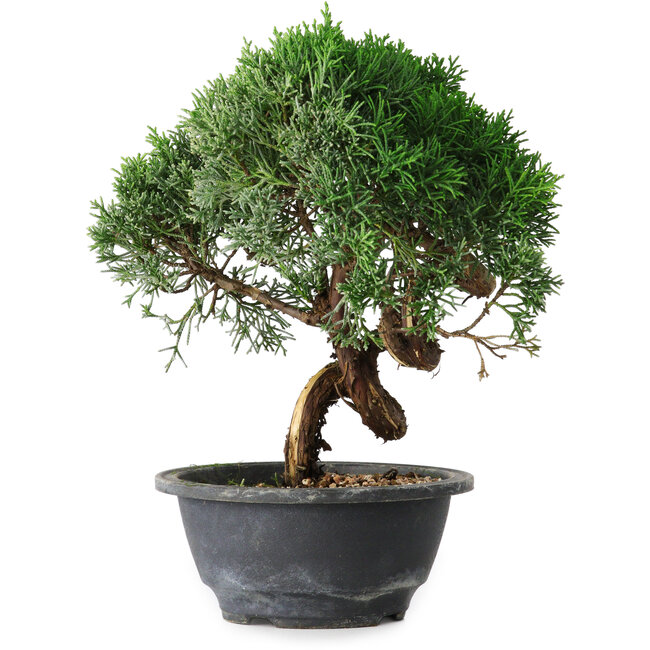 Juniperus chinensis Kishu, 23 cm, ± 15 años