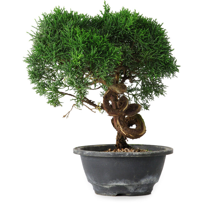 Juniperus chinensis Kishu, 23 cm, ± 15 años
