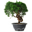 Juniperus chinensis Kishu, 23 cm, ± 15 ans