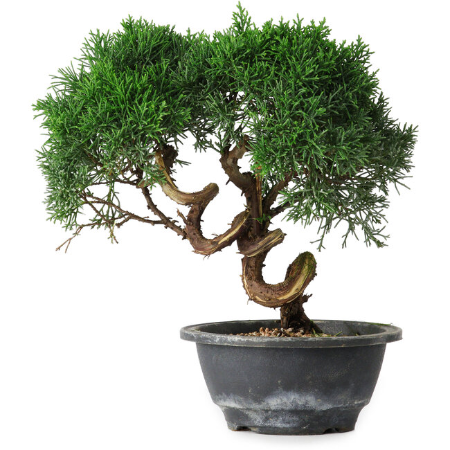 Juniperus chinensis Kishu, 23 cm, ± 15 anni