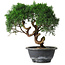 Juniperus chinensis Kishu, 23 cm, ± 15 Jahre alt