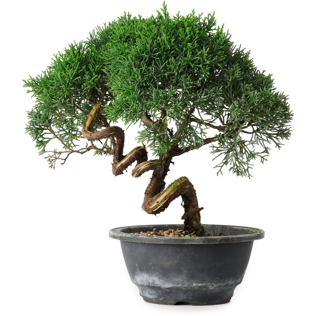 Juniperus chinensis Kishu, 23 cm, ± 15 años