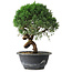 Juniperus chinensis Kishu, 23 cm, ± 15 Jahre alt