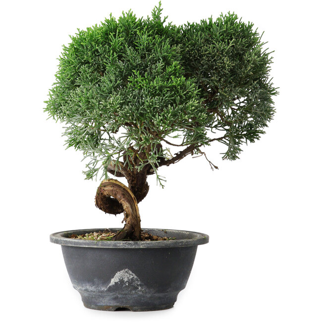 Juniperus chinensis Kishu, 23 cm, ± 15 ans
