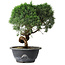 Juniperus chinensis Kishu, 23 cm, ± 15 Jahre alt