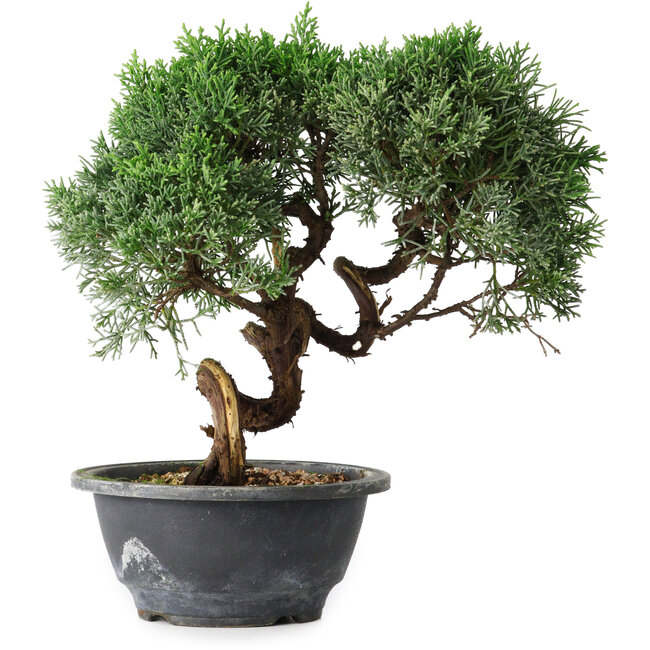 Juniperus chinensis Kishu, 23 cm, ± 15 años