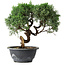 Juniperus chinensis Kishu, 23 cm, ± 15 years old