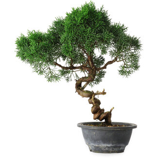 Juniperus chinensis Kishu, 33 cm, ± 15 years old