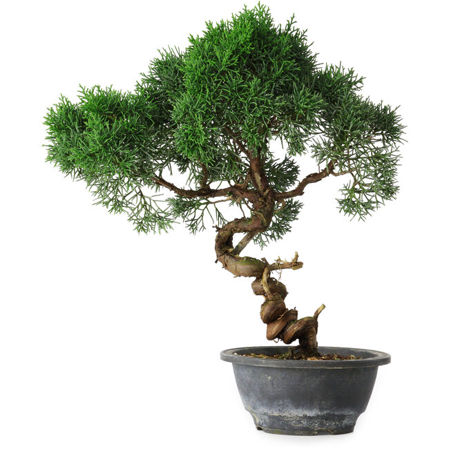 Juniperus chinensis Kishu, 33 cm, ± 15 Jahre alt