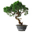 Juniperus chinensis Kishu, 33 cm, ± 15 years old
