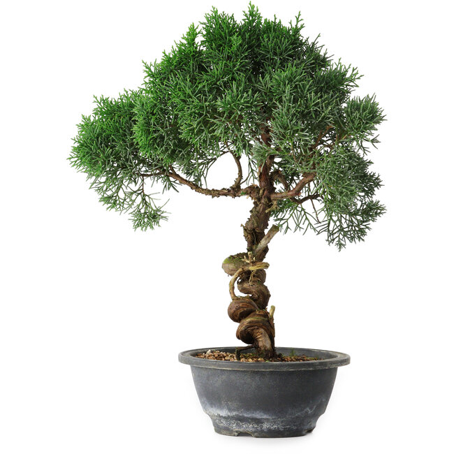 Juniperus chinensis Kishu, 33 cm, ± 15 ans