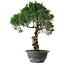 Juniperus chinensis Kishu, 33 cm, ± 15 Jahre alt