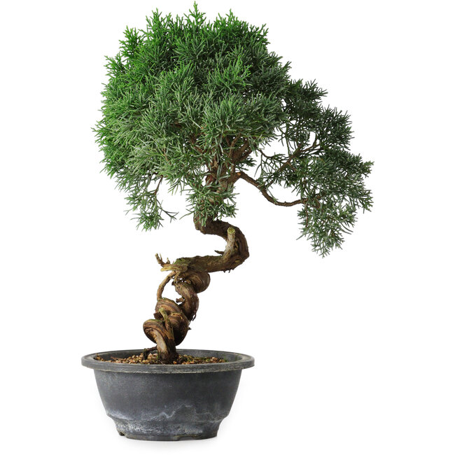 Juniperus chinensis Kishu, 33 cm, ± 15 años