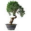 Juniperus chinensis Kishu, 33 cm, ± 15 years old
