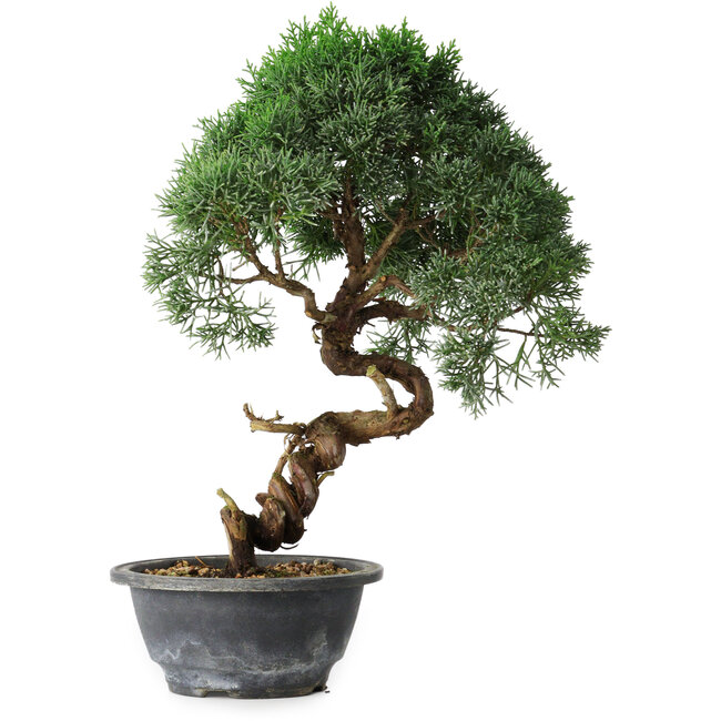 Juniperus chinensis Kishu, 33 cm, ± 15 ans