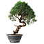 Juniperus chinensis Kishu, 33 cm, ± 15 years old