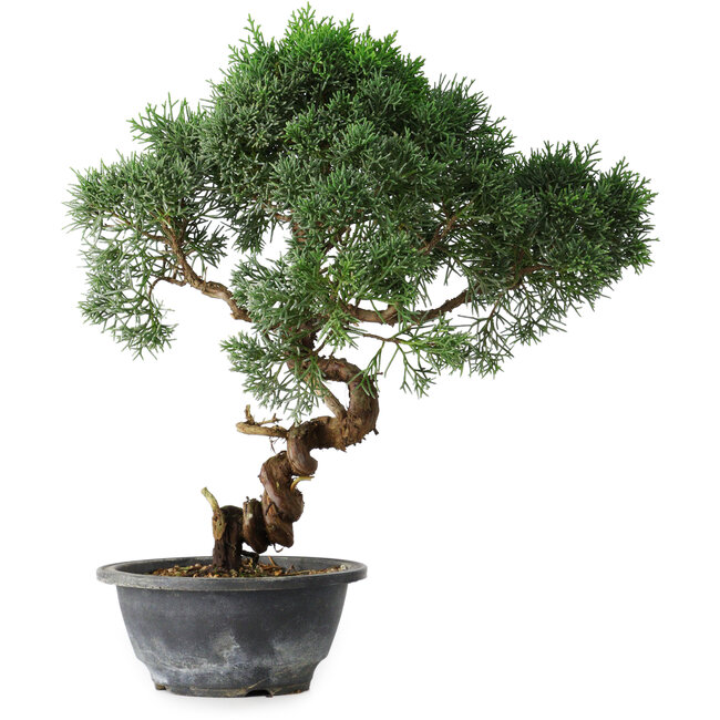 Juniperus chinensis Kishu, 33 cm, ± 15 ans