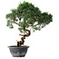 Juniperus chinensis Kishu, 33 cm, ± 15 Jahre alt