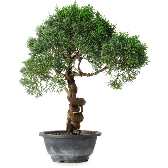 Juniperus chinensis Kishu, 33 cm, ± 15 ans