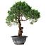 Juniperus chinensis Kishu, 33 cm, ± 15 years old