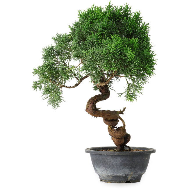 Juniperus chinensis Kishu, 33 cm, ± 15 Jahre alt